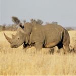 Rhino - Kruger