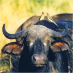 Buffalo with Ox Peckers