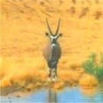 gemsbok