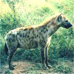 hyena