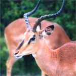 impala