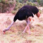 ostrich