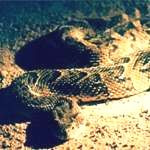 puff adder