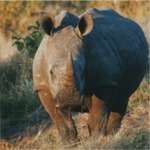 rhino charging