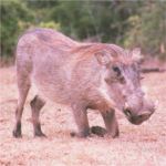 warthog