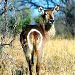 waterbuck in kruger