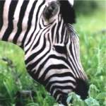 zebra