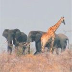 Classic Kruger safari scene