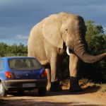 Self-driving in Addo
