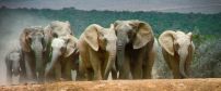 Elephant in Addo