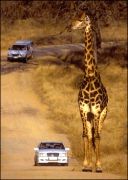 Giraffe - Kruger