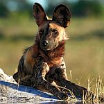 Wild dog