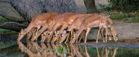 Kruger Wildlife