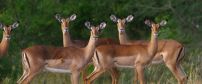 Thornybush Game Reserve