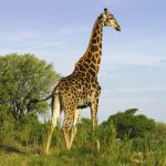 Giraffe