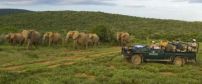 Game Viewing at Kwandwe