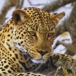 Winter Sun 2012: The Best Of South Africa