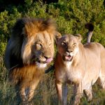 Lions