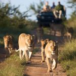 Lion on game drive