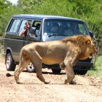 Lion - Kruger