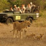 Up close to a lion on a game drive