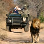 Game drive in Thornybush