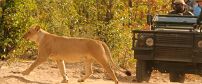 Timbavati Game Reserve