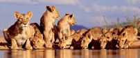Lions drinking