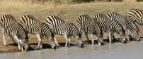 Manyeleti Game Reserve