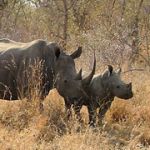 Rhino