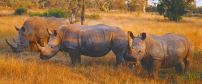 Rhino