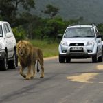 Lion, Pilanesberg
