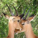 Impala
