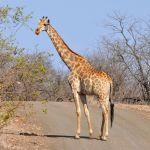 Giraffe