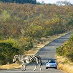 Zebra crossing ...