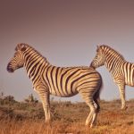 Zebra in Pumba