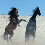 Namib horses