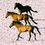 Namib horses
