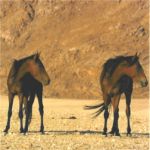 Namib desert horses