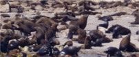 Cape Fur Seal