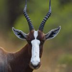 Bontebok