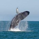 Whale watching