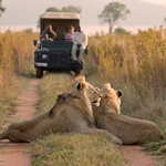 Lions On The Road In Weldevonden