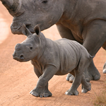 Rhino Calf And Mother