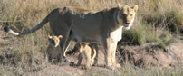 On safari in the Welgevonden Private Game Reserve near Polokwane