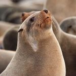 Cape fur seal