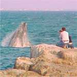 Whale watching