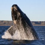 Whale breaching