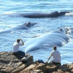Whale watching from the cliffs
