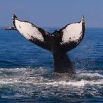 Whale tail